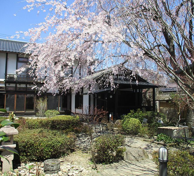 桜満開
