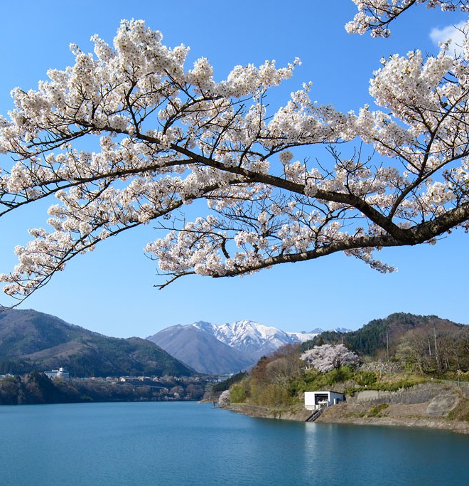 赤谷湖と桜