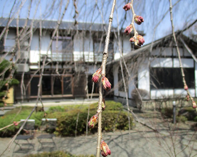 しだれ桜