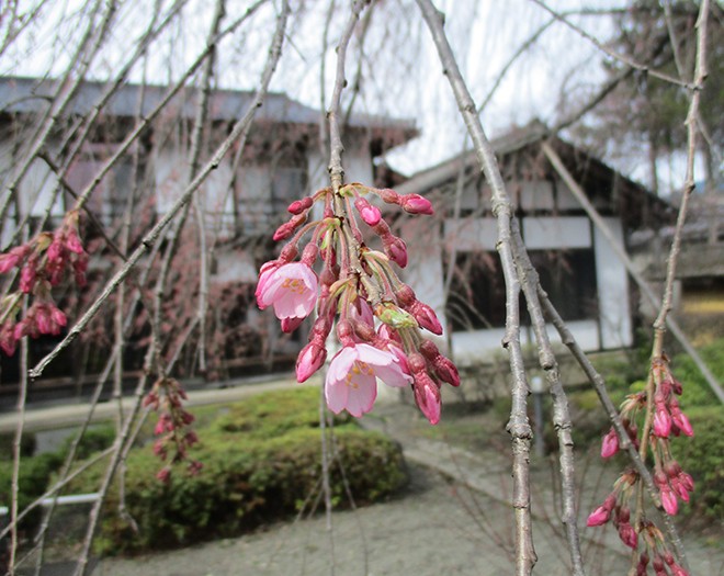 しだれ桜 開花