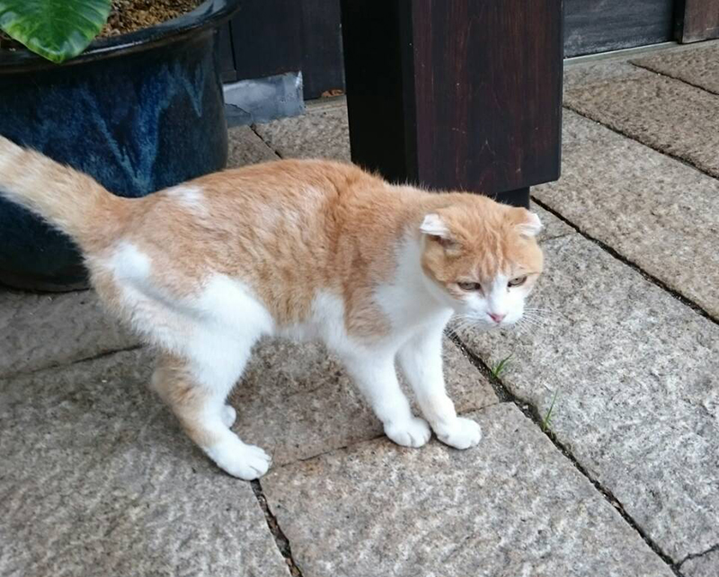 旅籠屋丸一の看板猫 丸一ブログ 猿ヶ京温泉 旅籠屋丸一 群馬県みなかみ18湯にある江戸創業の温泉宿