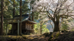 杉木立の日枝神社とさかさザクラの伝承を表現した生成イメージ