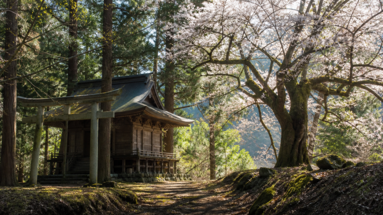 杉木立の日枝神社とさかさザクラの伝承を表現した生成イメージ