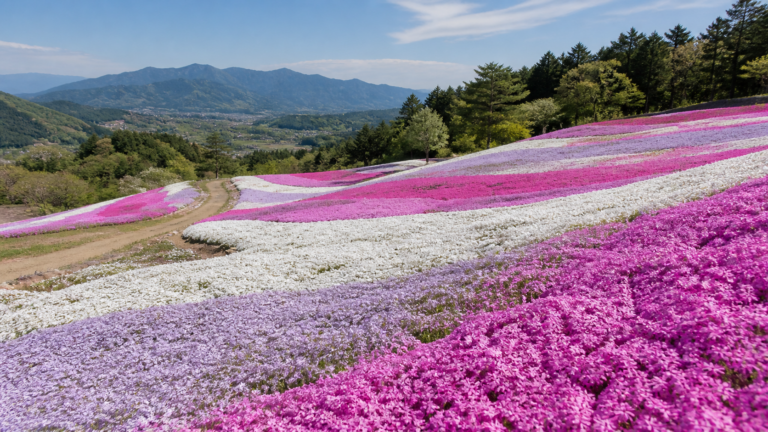 群馬の丘陵に白や桃色、紫の帯を描く芝桜を表現した生成イメージ