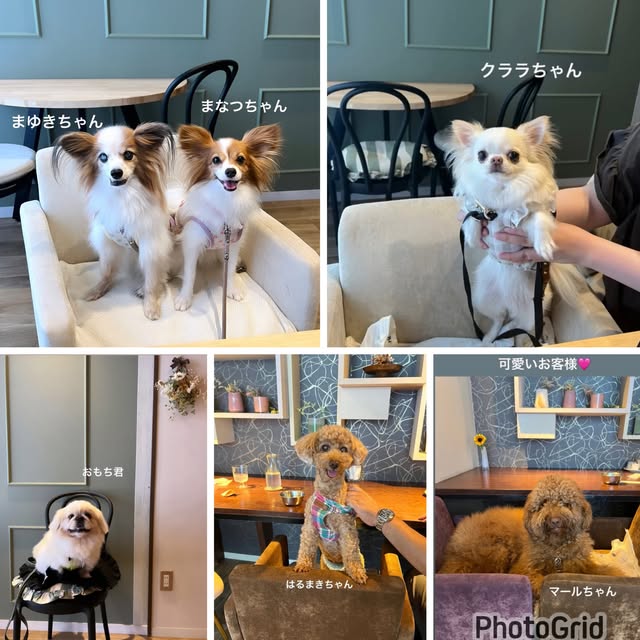 銀の月の店内で食事を楽しむ小型犬連れのお客様の様子