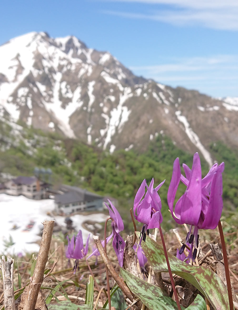 残雪の谷川岳を背景に咲く紫色のカタクリの花