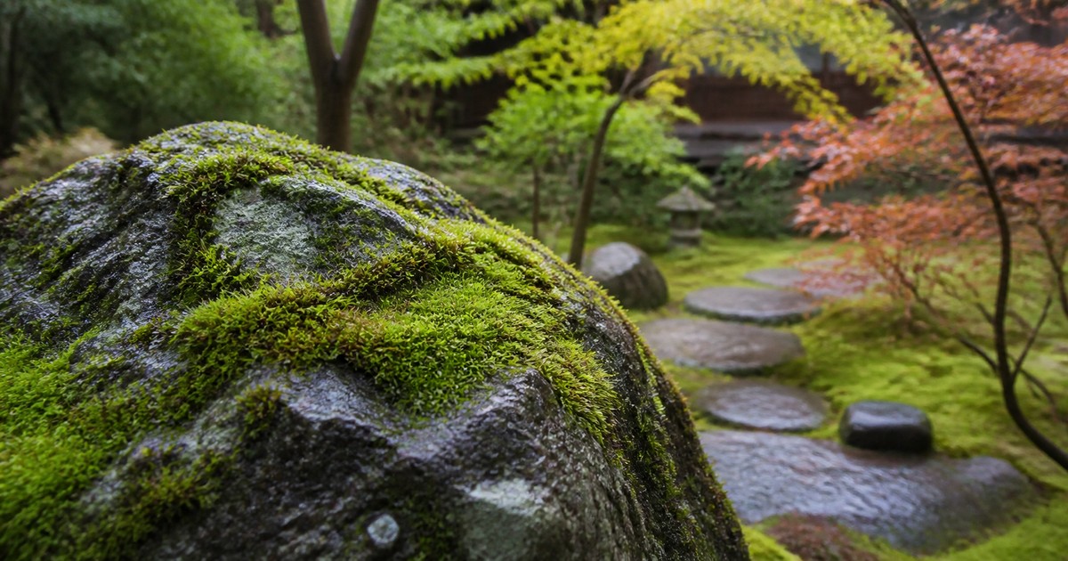 雨上がりの和風庭園で苔に包まれた岩のイメージ