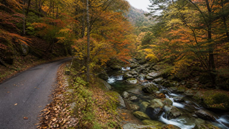 紅葉の森と清流に沿って続く照葉峡ドライブの利用イメージ