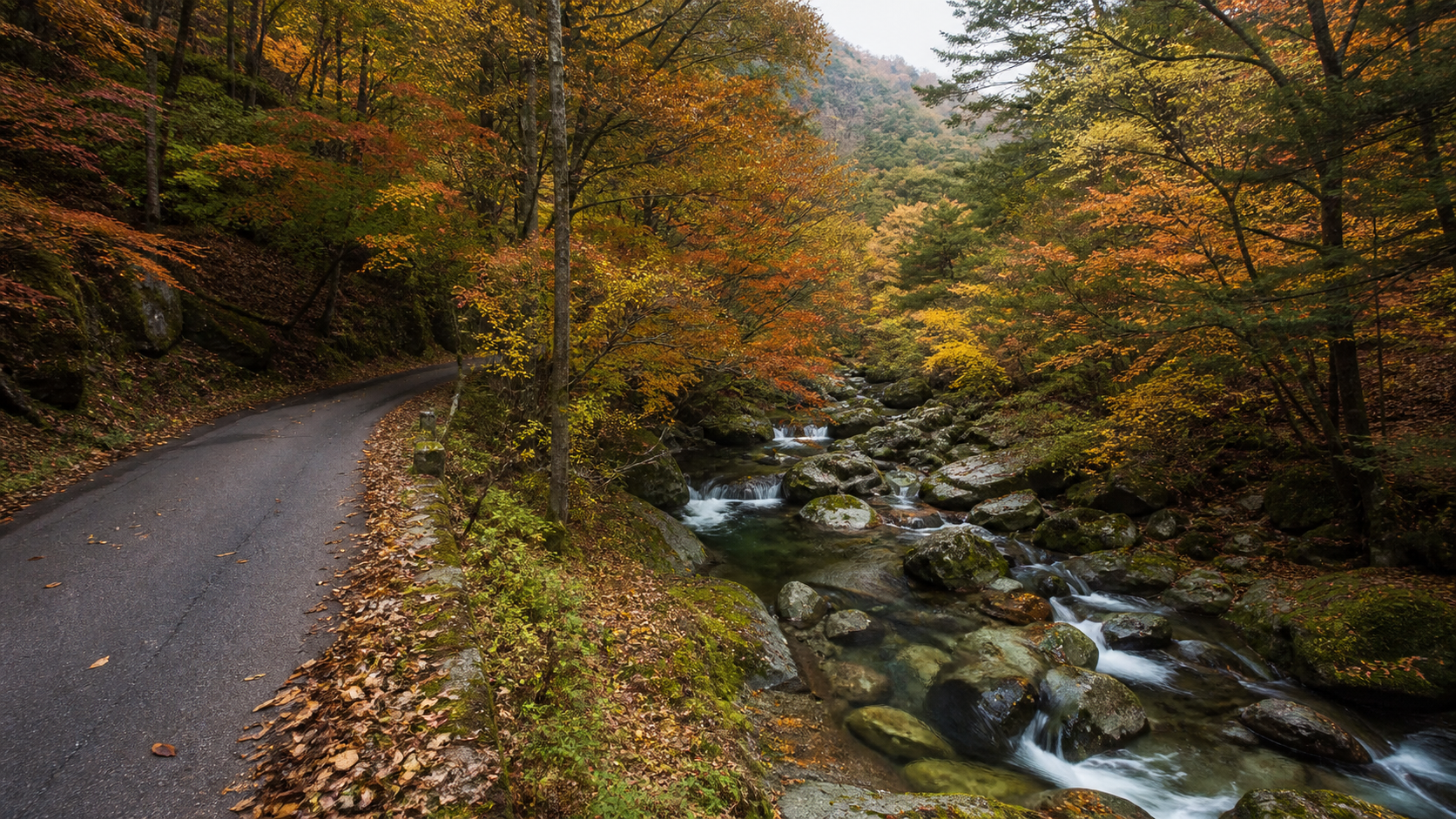 紅葉の森と清流に沿って続く照葉峡ドライブの利用イメージ